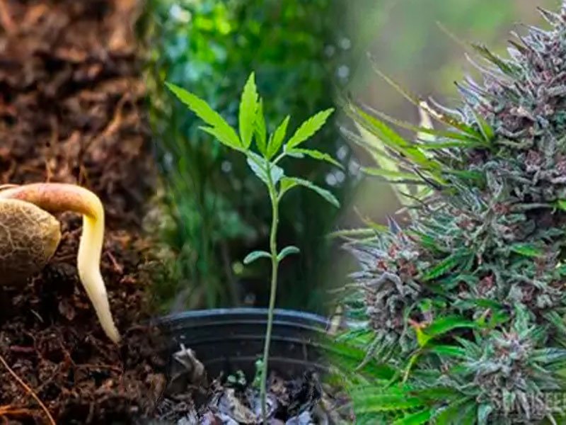 Read more about the article Tempo de cultivo