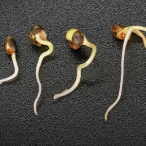 fotografia: sensi seeds