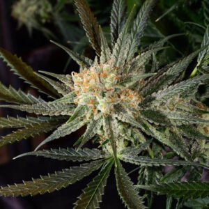 Read more about the article SUPER LEMON HAZE
